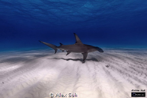 Gliding Over Sand by Alex Suh 